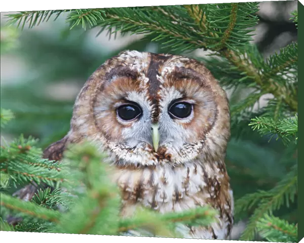 Tawny Owl - in fir tree - Bedfordshire - UK 006958