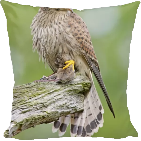 Kestrel - young male with prey - Bedfordshire - UK 007149