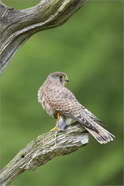 Kestrel - young male with prey - Bedfordshire - UK 007151
