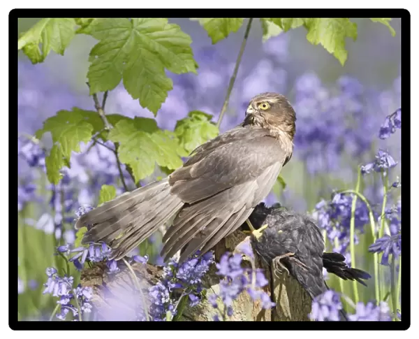 Sparrowhawk - with prey in bluebell wood - Bedfordshire - UK 007321