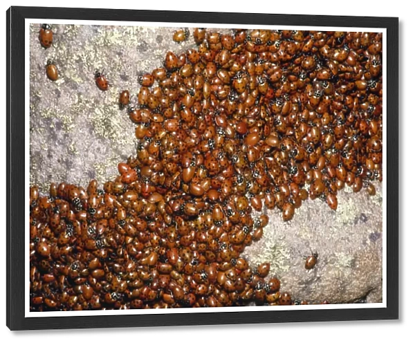 Ladybirds - congregating on a rock. Arizona, USA