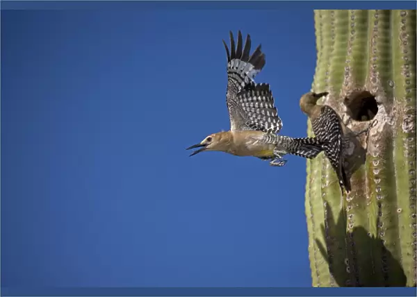Gila Woodpecker - Male emerging from nest in Saguaro cactus - Female at nesting hole with food for young - Arizona - USA - Overall range from southwestern U. S. to central Mexico