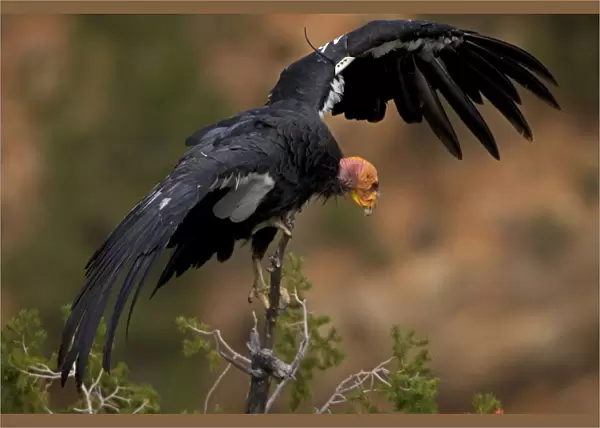 California Condor - Mature showing wing tag - Utah - USA