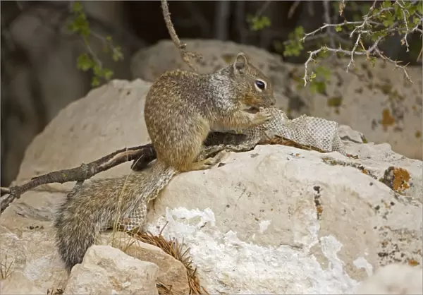 Rock Squirrel - With shed snake skin - Arizona - USA