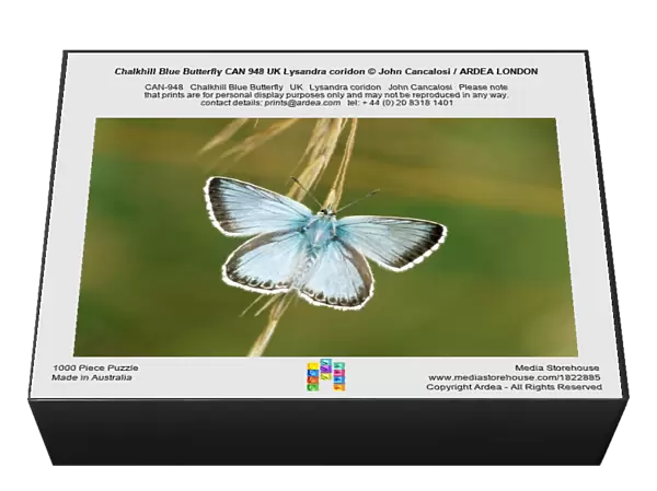 Chalkhill Blue Butterfly CAN 948 UK Lysandra coridon © John Cancalosi  /  ARDEA LONDON