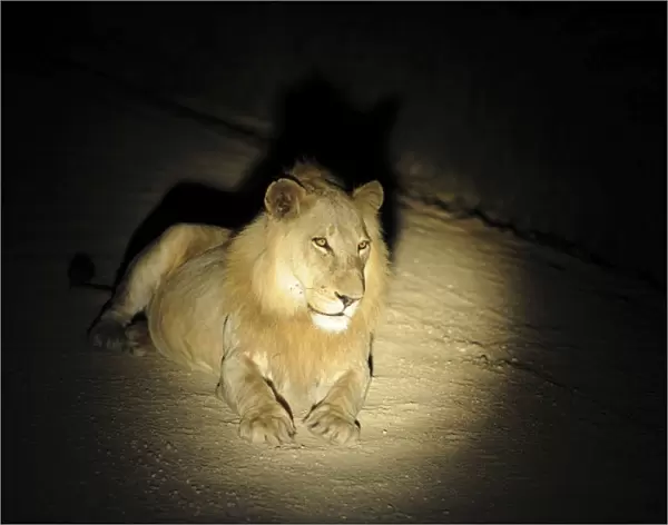 Lion - at night - Kruger National Park - South Africa
