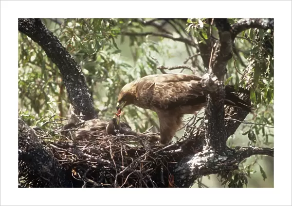 Wahlbergs Eagle - adult feeding young in nest South Africa