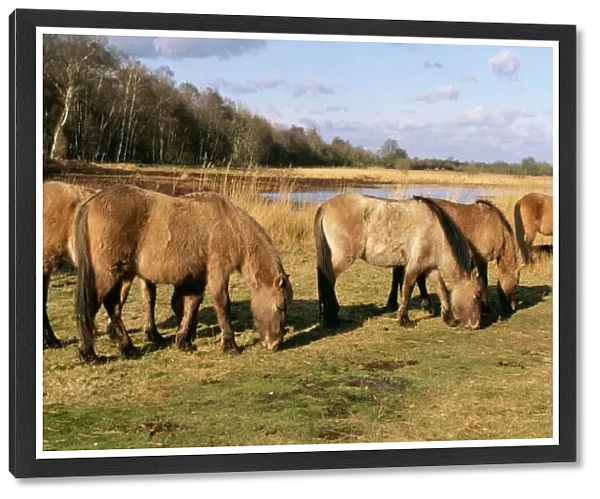 Tarpan CK 2319 Wild Horses. Redgrave & Lopham Fen National reserve, Suffolk UK. © Chris Knights  /  ARDEA LONDON