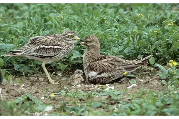 Stone Curlew pair & chick CK 3805 © Chris Knights ARDEA LONDON