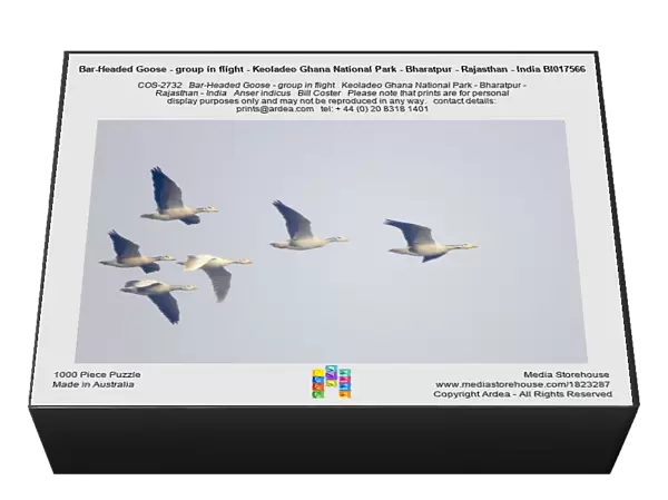 Bar-Headed Goose - group in flight - Keoladeo Ghana National Park - Bharatpur - Rajasthan - India BI017566
