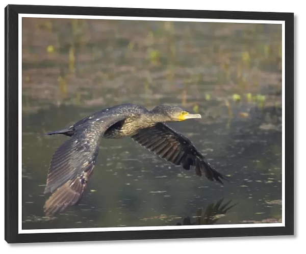 Great Cormorant - in flight over water - Keoladeo Ghana National Park - Bharatpur - Rajasthan - India BI017613