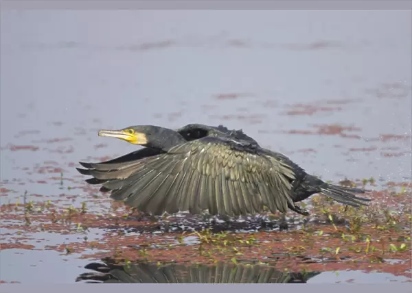 Great Cormorant - taking off across water - Keoladeo Ghana National Park - Bharatpur - Rajasthan - India BI017629