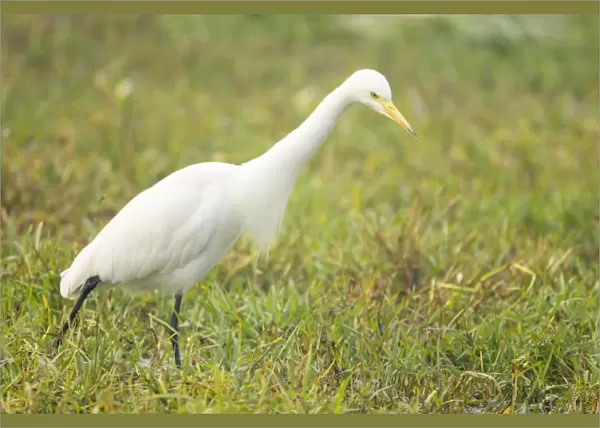 Intermediate Egret - Keoladeo Ghana National Park - Bharatpur - Rajasthan - India BI017925