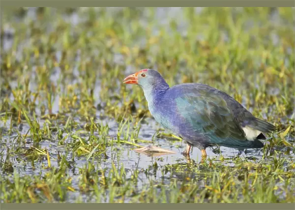 Purple Gallinule - feeeding in wetlands - Keoladeo Ghana National Park - Bharatpur - Rajasthan - India BI018240
