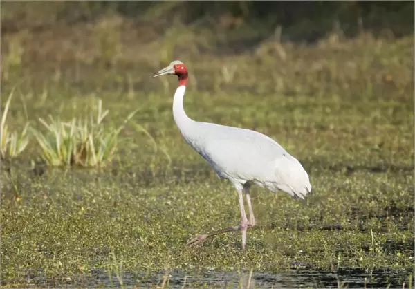 Sarus Crane - feeding in marsh - Keoladeo Ghana National Park - Bharatpur - Rajasthan - India BI018277