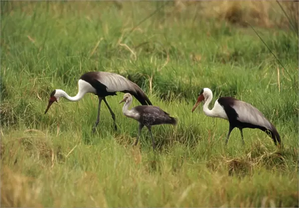 Wattled Crane - pair with chick Botswana, Africa