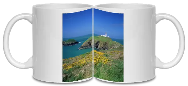 Wales - Strumble Head lighthouse & flowering gorse Pembrokshire, Wales