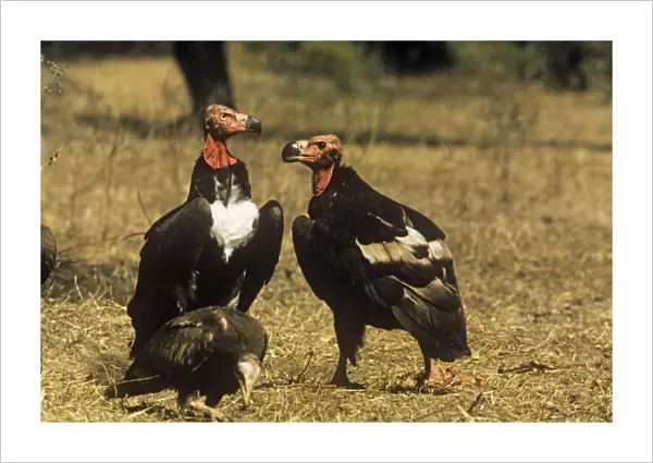 Red-headed Vulture - male and female India