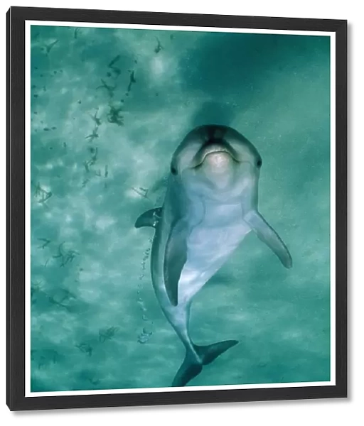 Bottlenose Dolphin - underside view with bubbles from blowhole