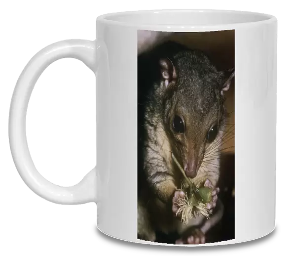 Scaly-tailed possum - feeding