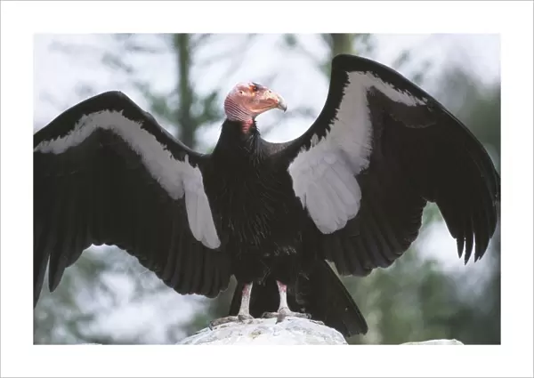 California Condor FG 11928 Wings outstretched Gymnogyps californianus © Francois Gohier  /  ARDEA LONDON