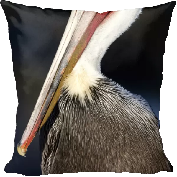 Brown Pelican - Nonbreeding adult (neck is all white). cliffs of La Jolla, California, USA. Eastern Pacific Ocean