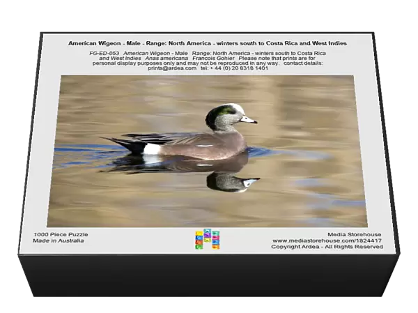American Wigeon - Male - Range: North America - winters south to Costa Rica and West Indies