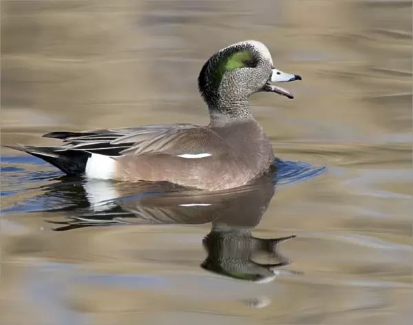 American Wigeon - Male - Range: North America; winters south to Costa Rica and West Indies