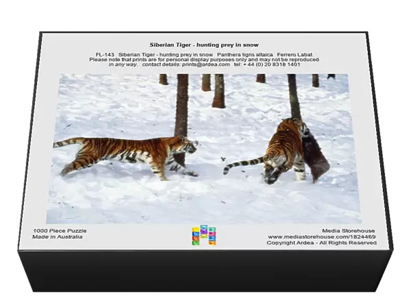 Siberian Tiger - hunting prey in snow