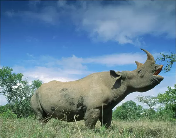 Black Rhinoceros - feeding, using prehensile upper lip, Ngorongoro Conservation Area, Tanzania JFL00987