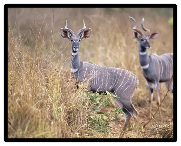 Lesser Kudu - two animals in long grass - Kenya JFL03180