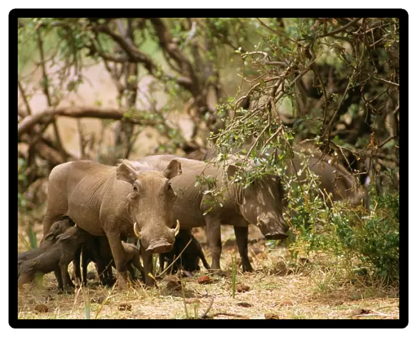 Warthog - with young feeding - Kenya JFL03961