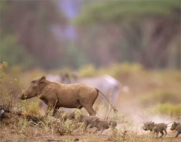 Warthog - with young - Kenya JFL03958