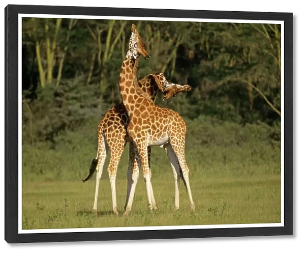 Rothschild's Giraffe - play-fighting - Lake Nakuru National Park - Kenya JFL05347