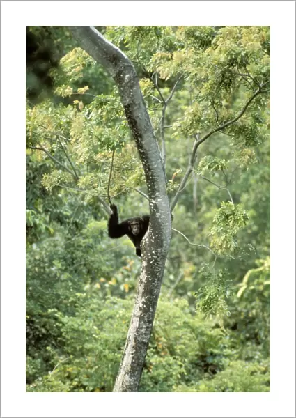 Eastern  /  Long-haired Chimpanzee - lookout - Mahale Mountains National Park - Tanzania JFL08534