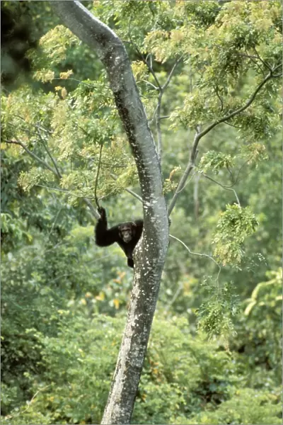 Eastern  /  Long-haired Chimpanzee - lookout - Mahale Mountains National Park - Tanzania JFL08534