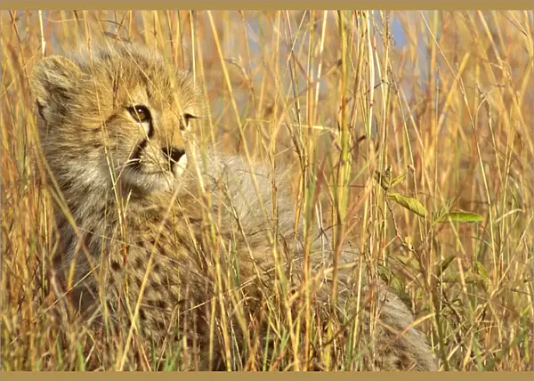 Cheetah - cub half-hidden in tall dry grass - Masai Mara National Reserve - Kenya JFL07136