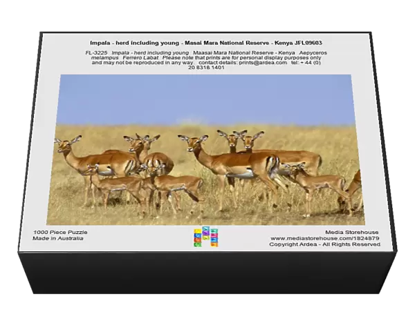 Impala - herd including young - Masai Mara National Reserve - Kenya JFL09603