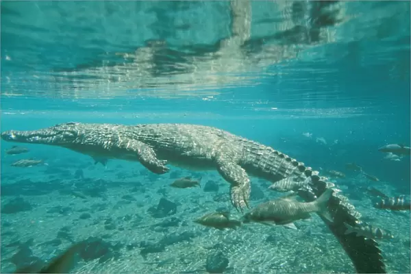 Nile Crocodile - underwater - Kenya JFL09418