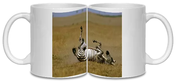 Burchell's  /  Plains  /  Common Zebra - rolling on back - Masai Mara National Reserve - Kenya JFL09392