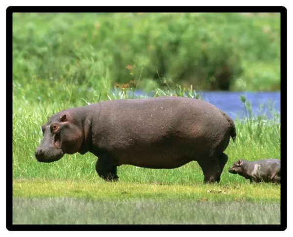 Hippopotamus - mother and young - Amboseli National Park - Kenya - Nile River valley of East Africa JFL11524