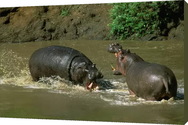 Hippopotamus - males fighting in water - Masai Mara National Reserve - Kenya JFL11516