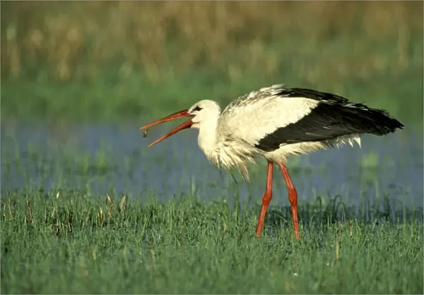 White Stork - with small fish - Kenya JFL11328