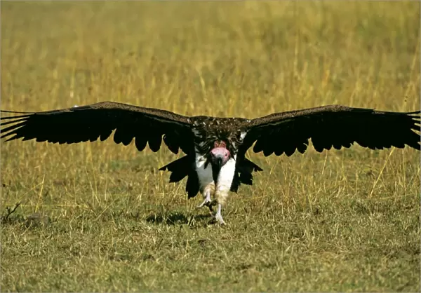 Lappet-faced Vulture - in flight landing - Masai Mara National Reserve - Kenya JFL11245