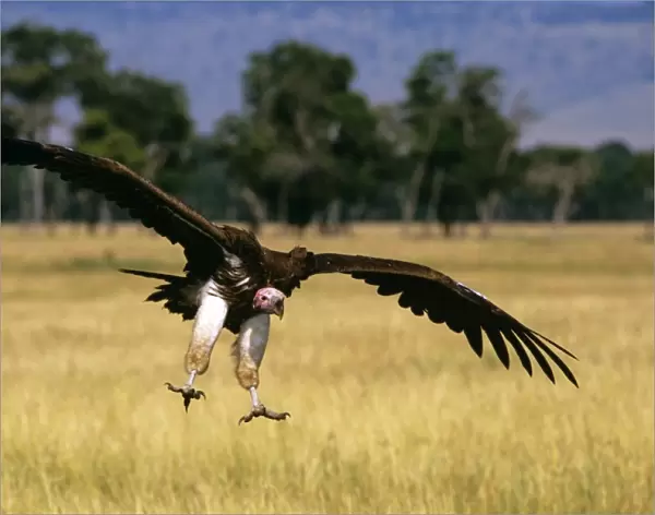 Lappet-faced Vulture - in flight landing - Masai Mara National Reserve - Kenya JFL10996