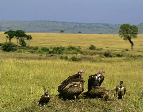 Lappet-faced Vulture - group on ground - Masai Mara National Reserve - Kenya JFL12593