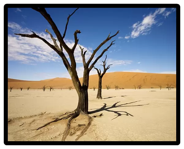 Dead Trees In Dead Vlei - wide angle image of a dead tree casting a strong shadow - Southern Namib Desert - Namibia - Africa