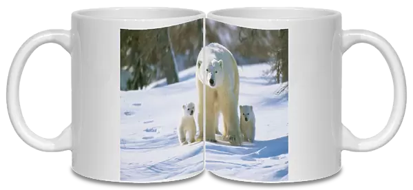 Polar Bear WAT 5751 Parent with cubs Ursus maritimus © M. Watson  /  ARDEA LONDON