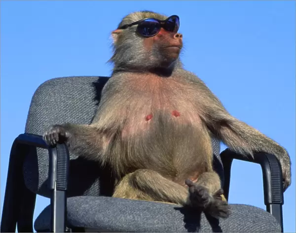 Hamadryas Baboon - on chair with sunglasses California, USA