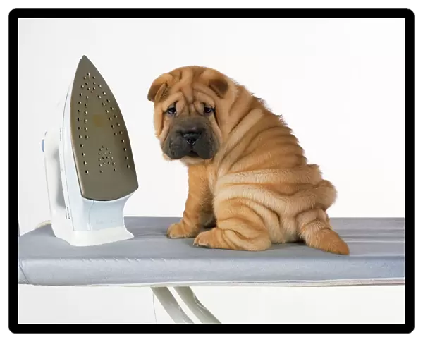 Shar Pei Dog - puppy with iron on ironing board
